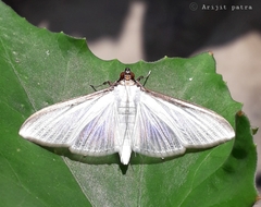 Cydalima laticostalis