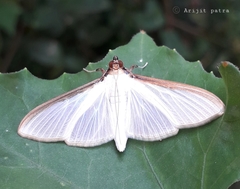 Cydalima laticostalis