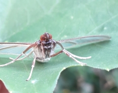 Cydalima laticostalis