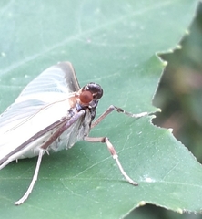 Cydalima laticostalis