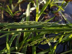 Glyceria notata