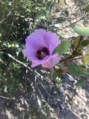 Gossypium sturtianum