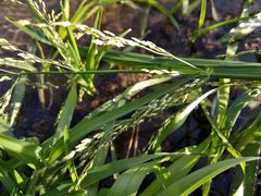 Glyceria notata