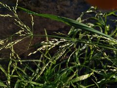 Glyceria notata
