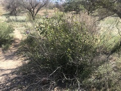 Gossypium sturtianum