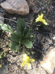 Goodenia arguta
