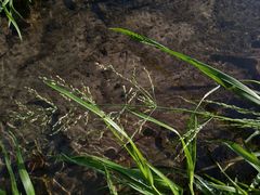 Glyceria notata
