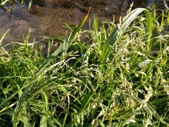 Glyceria notata