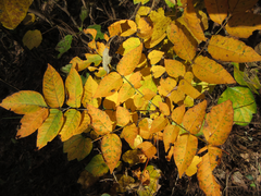 Toxicodendron trichocarpum