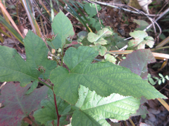 Rubus crataegifolius