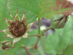 Rubus crataegifolius