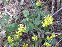 Chrysanthemum indicum