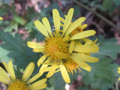 Chrysanthemum indicum