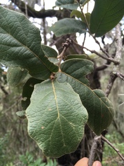 Quercus polymorpha