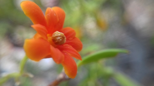 cudjoewood