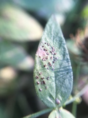 Uromyces hedysari-obscuri