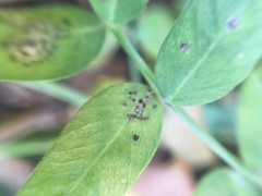 Uromyces hedysari-obscuri