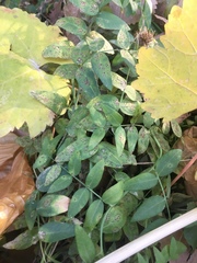 Uromyces hedysari-obscuri