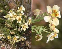 Roepera sessilifolia