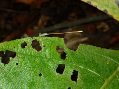 Aciagrion pallidum