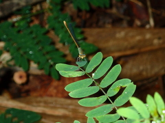 Aciagrion pallidum