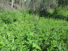 Delphinium crassifolium