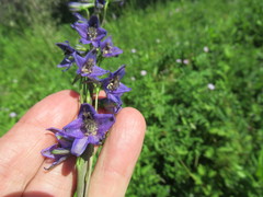 Delphinium crassifolium