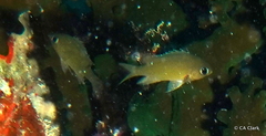 Azurina lepidolepis