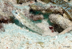 Ctenogobiops pomastictus