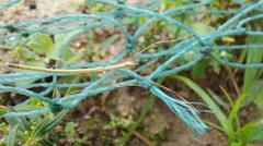 Clitumninae