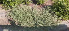 Tribulus terrestris
