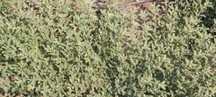 Tribulus terrestris