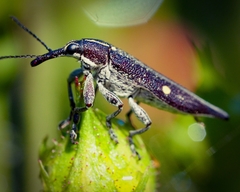 Rhinotia bidentata