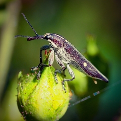 Rhinotia bidentata