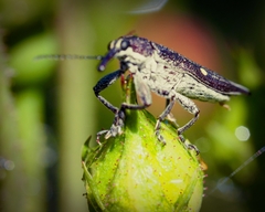 Rhinotia bidentata