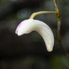 Dendrobium acerosum