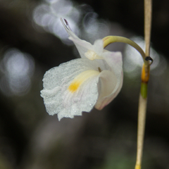 Dendrobium acerosum