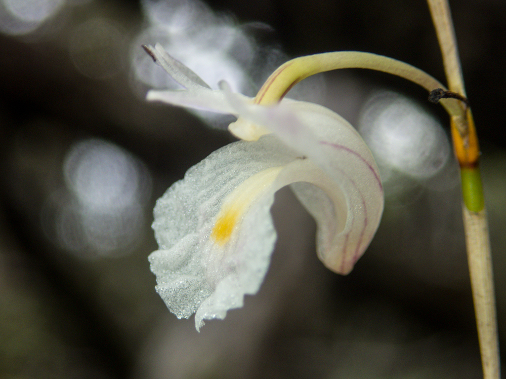 Dendrobium acerosum (Dendrobium acerosum)