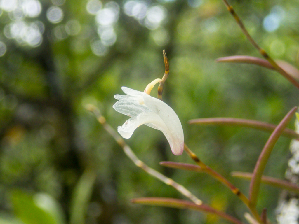 Dendrobium acerosum