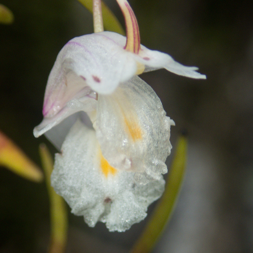Dendrobium acerosum Lindl. 4