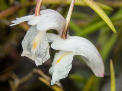 Dendrobium acerosum