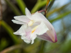 Dendrobium acerosum