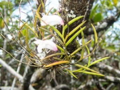 Dendrobium acerosum