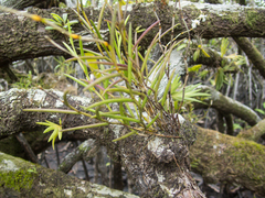 Dendrobium acerosum
