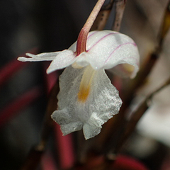 Dendrobium acerosum
