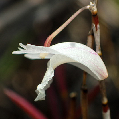 Dendrobium acerosum, photograph 5