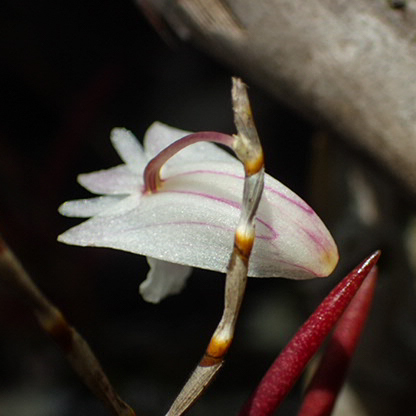 Dendrobium acerosum, photograph 6