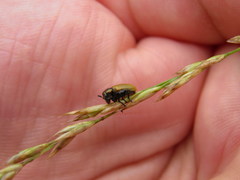 Labidostomis longimana