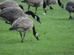 Branta canadensis
