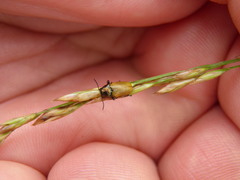 Labidostomis longimana